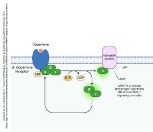 Diagram showing transduction by the D1 dopamine receptor