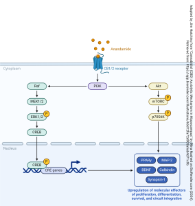 Diagram showing the intracellular transduction pathways arising from the CB1/2 receptor