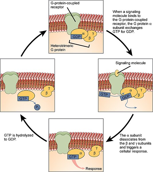 Diagram showing how G protein coupled receptors work