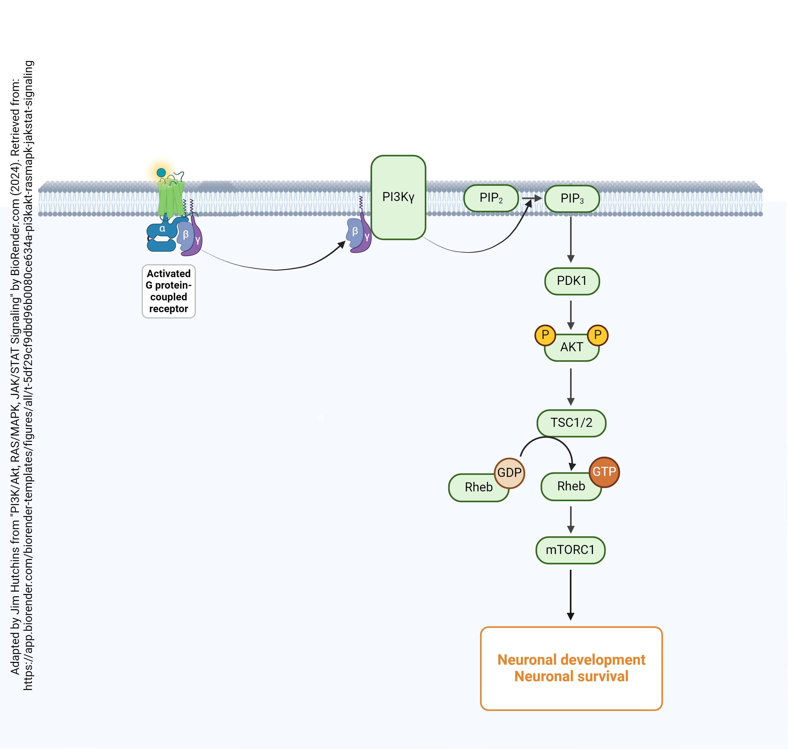 Diagram showing signal transduction by GPCRs through the Akt/mTOR pathway