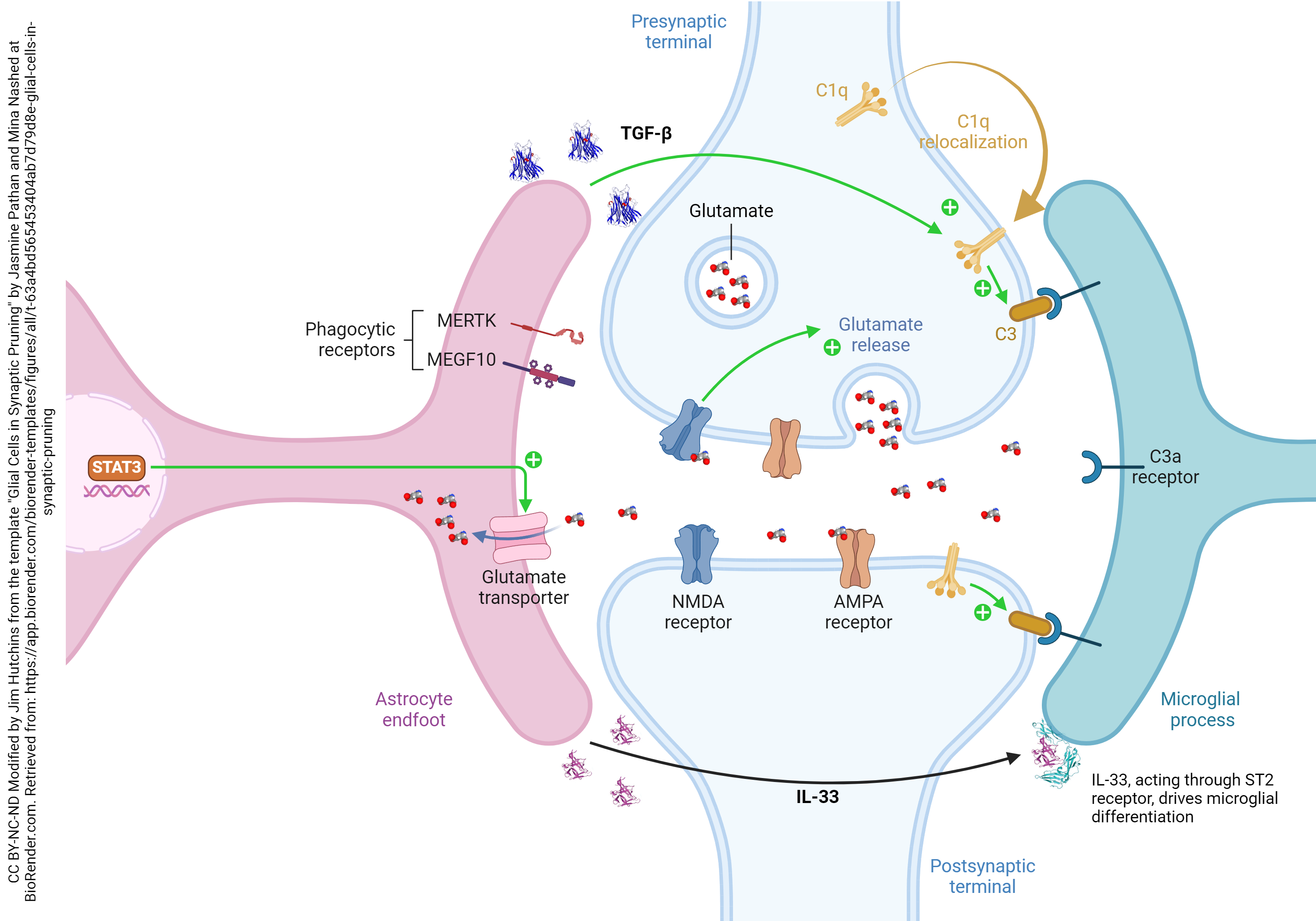 Diagram showing the process of synaptic pruning and the role of glial cells and complement.