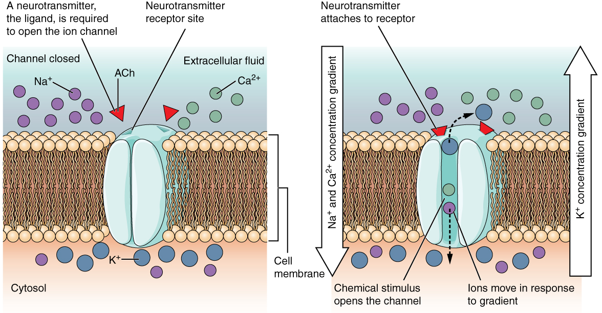 Diagram of an ionotropic neurotransmitter receptor