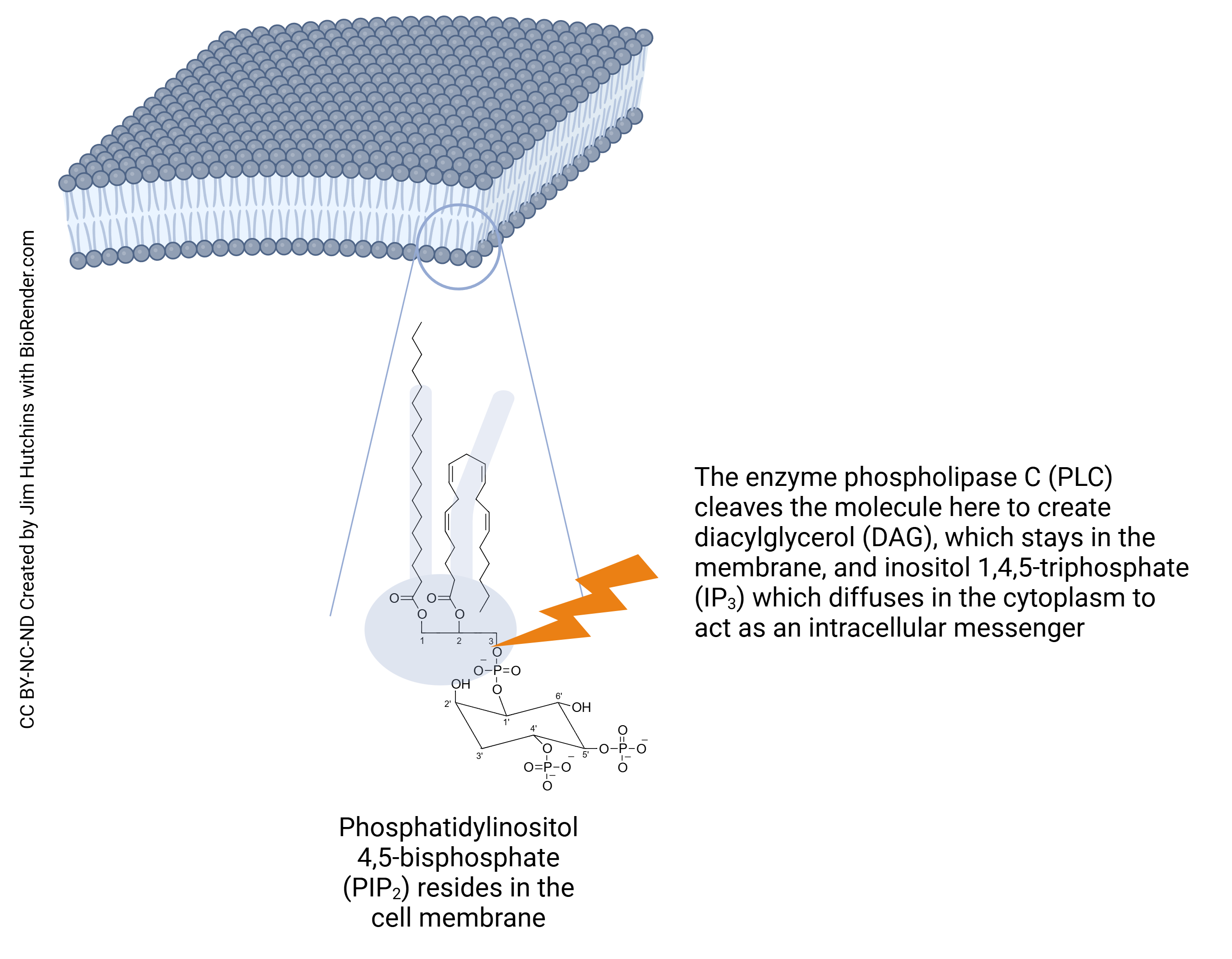 Composite diagram of the cell membrane and the phosphatidylinositol 4',5'-bisphosphate molecule which makes up about 1% of the cell membrane.