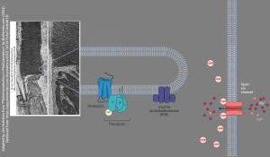 A diagram showing how photoreceptors stay depolarized in the dark