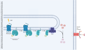 A diagram showing how photoreceptors hyperpolarize in the dark