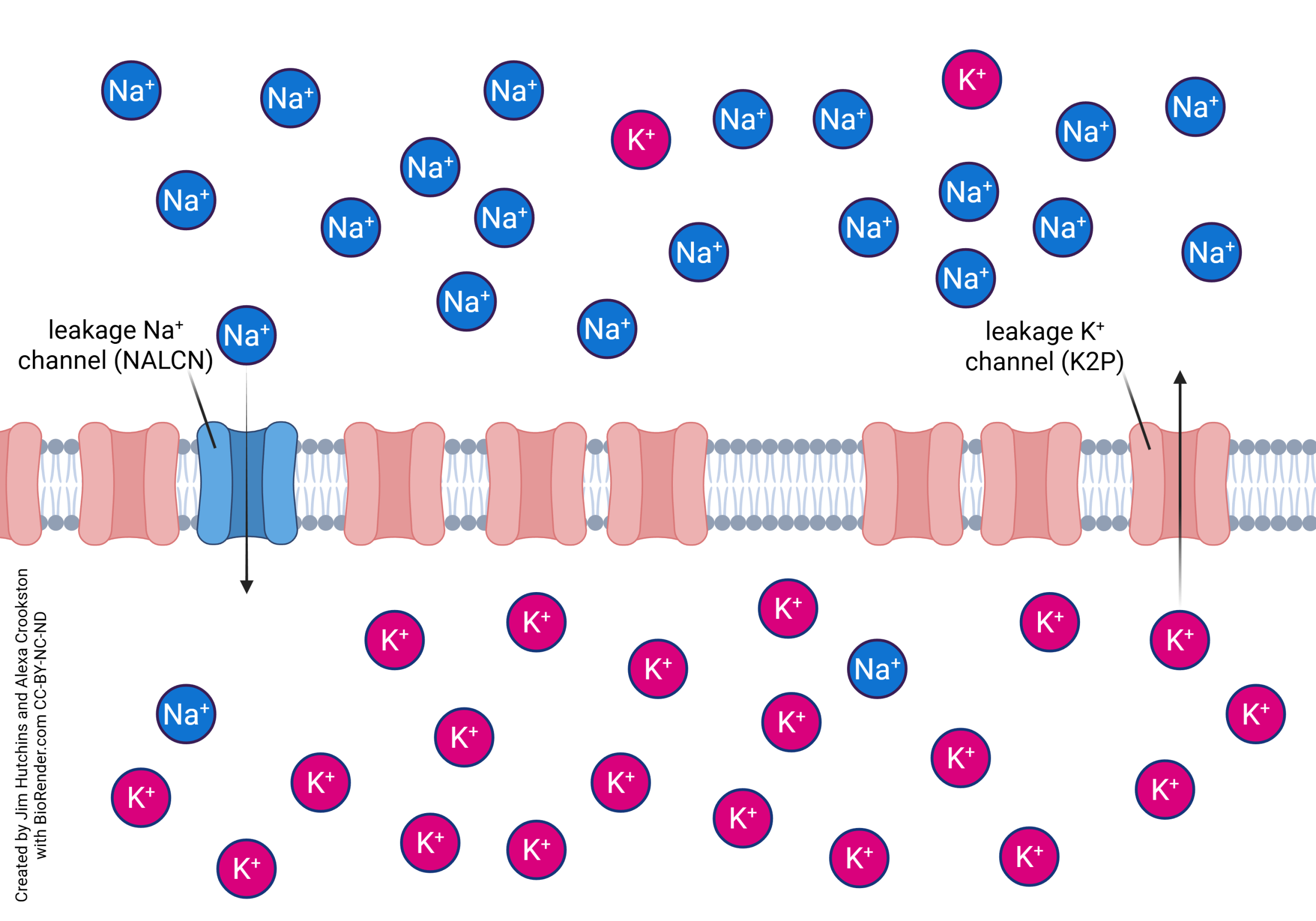 Diagram showing the relative abundance of leakage potassium and leakage sodium channels and how this contributes to the resting membrane potential.