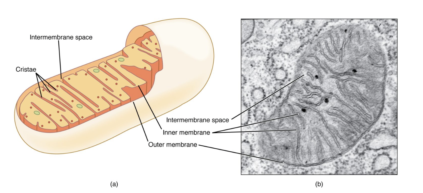 Illustration and micrograph of a mitochondrion, showing labeled structures: intermembrane space, cristae, outer membrane, and inner membrane.