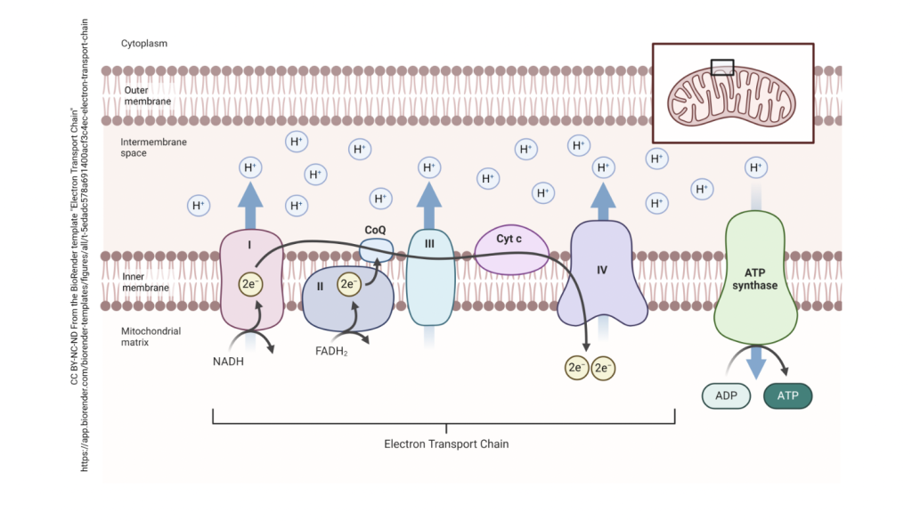 The process of ATP synthesis. Showing the proton pump, electron chain, inner and outer membrane.