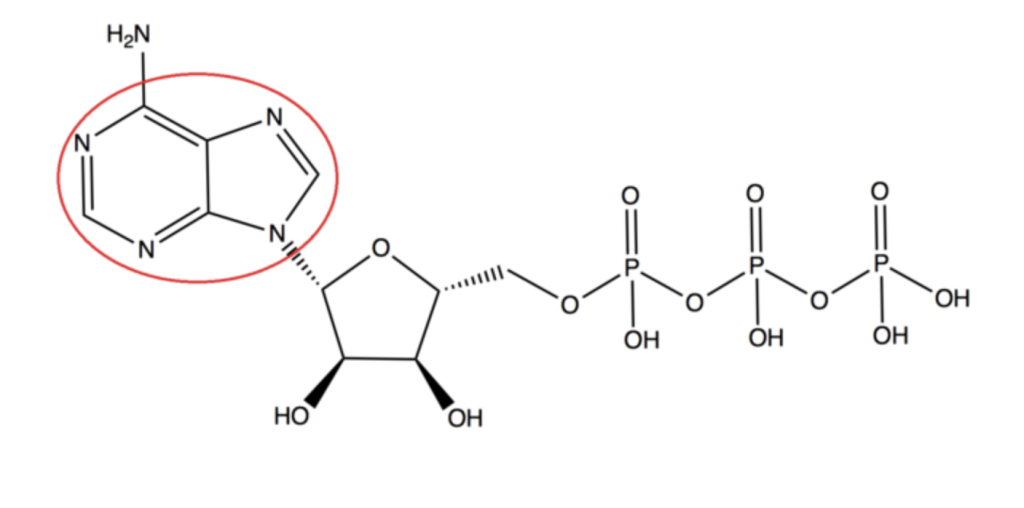 ATP broken down into its structure