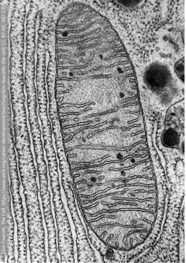 Black and white electron microscope image showing a mitochondrion. The organelle displays its characteristic double membrane and internal folds called cristae.