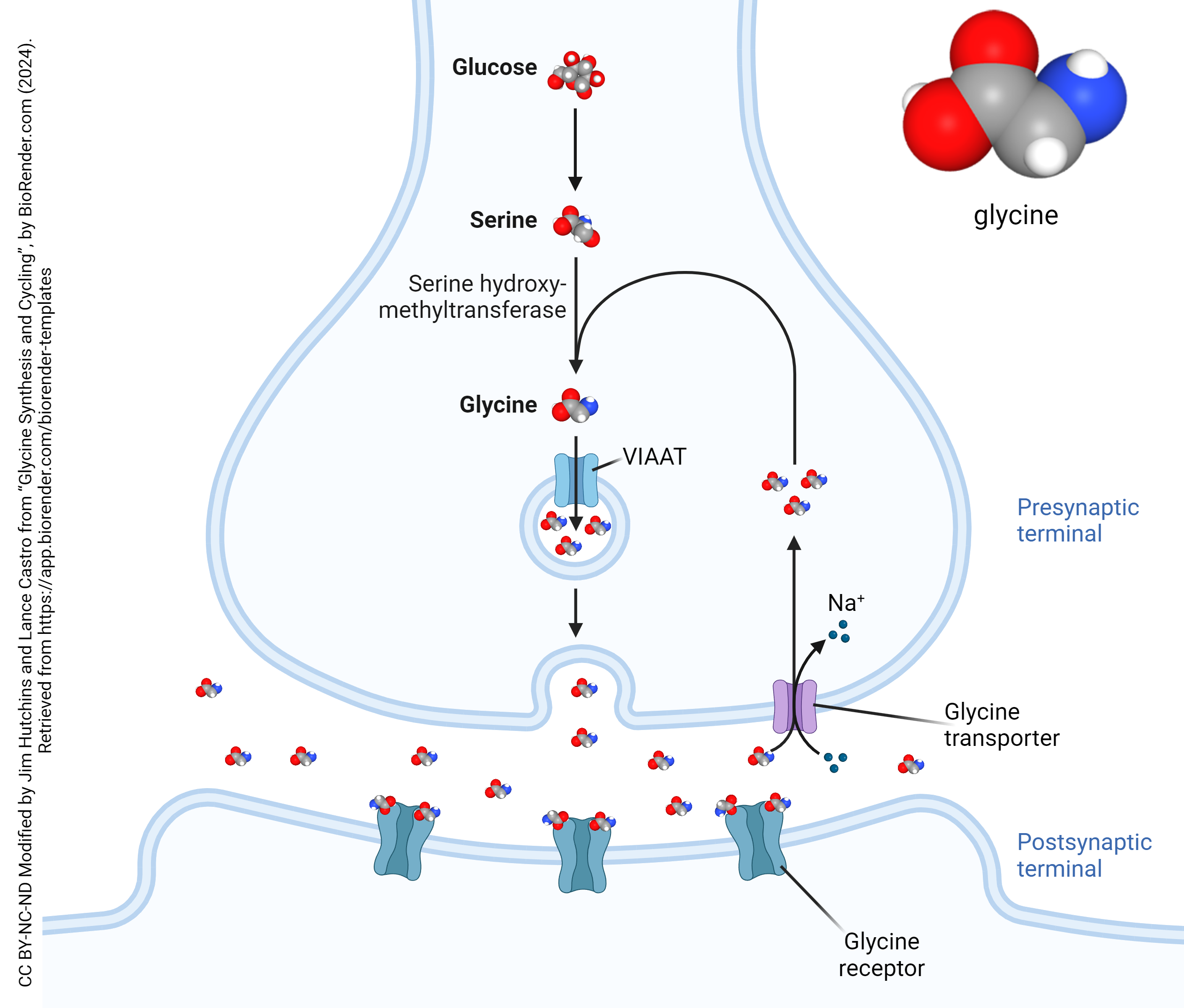 Diagram showing a glycinergic synapse.