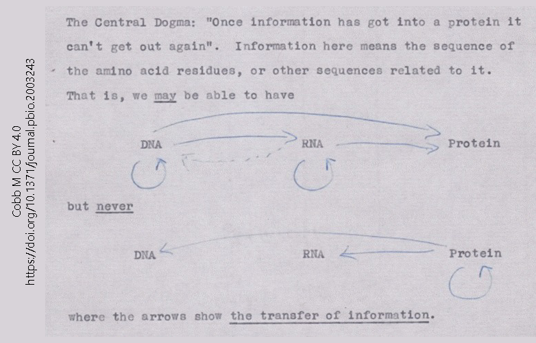A 1956 note by Francis Crick illustrating the rough draft of the concept which became "The Central Dogma of Molecular Biology"