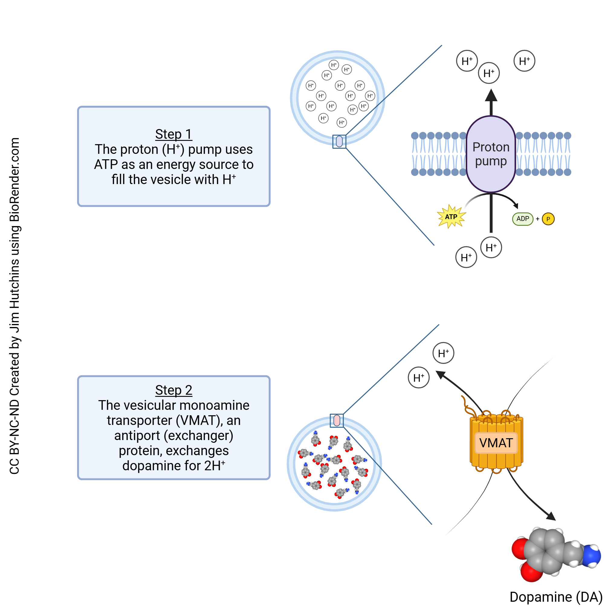 Diagram showing how dopamine is packaged into vesicles by the vesicular monoamine transporter.