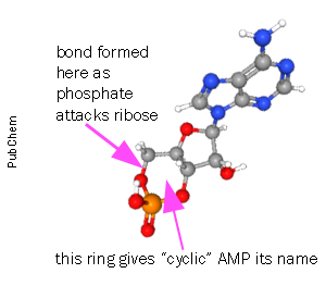 Ball and stick model of cyclic adenosine monophosphate