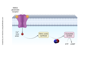 Diagram showing how cGMP is generated in neurons