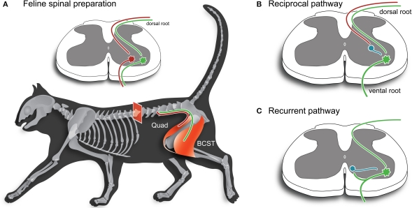 Diagram showing the circuitry underlying rhythmic behavior in the cat hindlimb muscles.