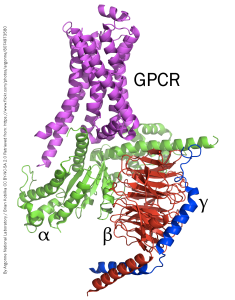 Protein structure diagram of the G protein coupled receptor with G protein subunits alpha, beta, and gamma