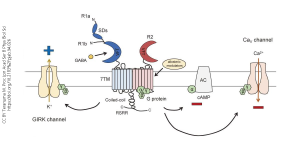 Diagram showing transduction by the GABA-B receptor