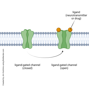 Diagram of an ionotropic receptor