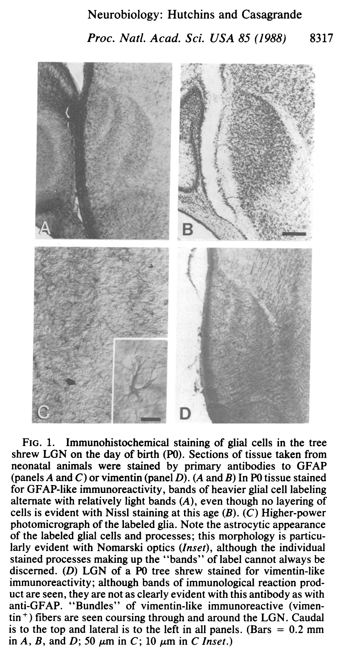 Figure 1 from a scientific paper, showing the development of certain characteristics in the lateral geniculate nucleus.