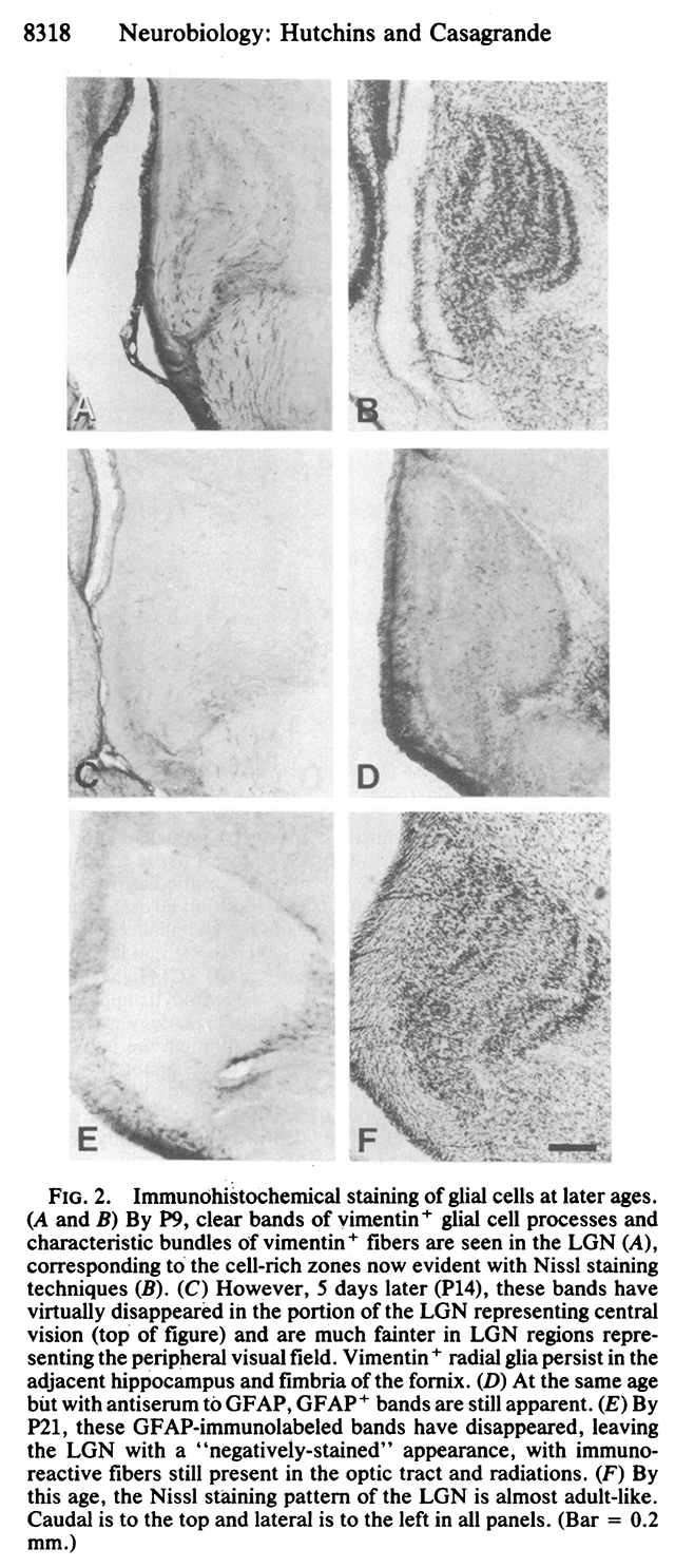 Figure 2 from a scientific paper, showing the development of certain characteristics in the lateral geniculate nucleus.