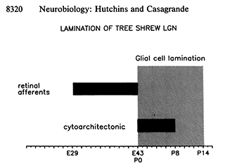 Time chart from a scientific paper showing the development of layering in neuronal cells (cytoarchitectonics).