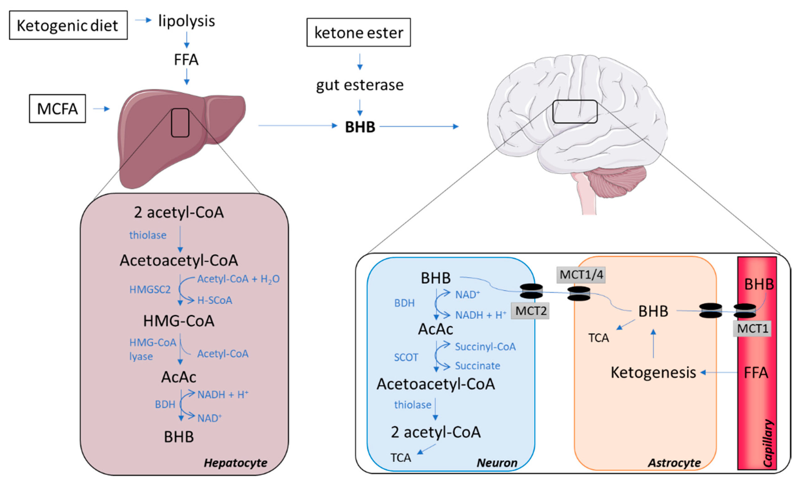 Diagram showing how ketones are converted to energy by the brain.