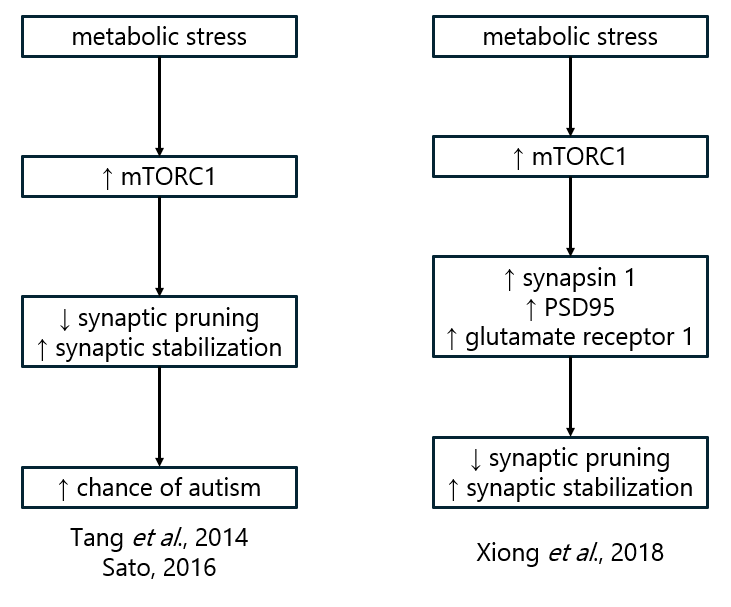 Flowcharts illustrating how mTOR is involved in development of the autistic phenotype.