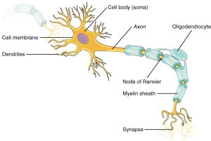 drawing of a neuron with labeling.