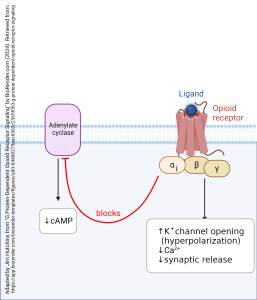 Signal transduction using the alpha-inhibitory subunit of a G protein