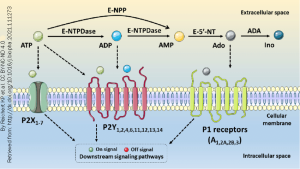 Space-filling models of some nucleotide messengers