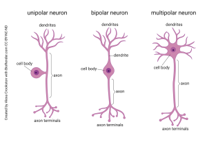 photo rendered using bio render of three different types of neurons.