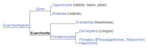 Diagram showing tree shrews' place in the primate "family tree".