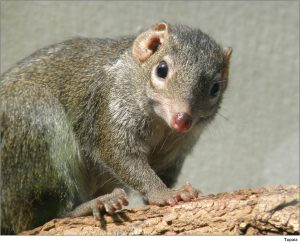 Photograph of a tree shrew.