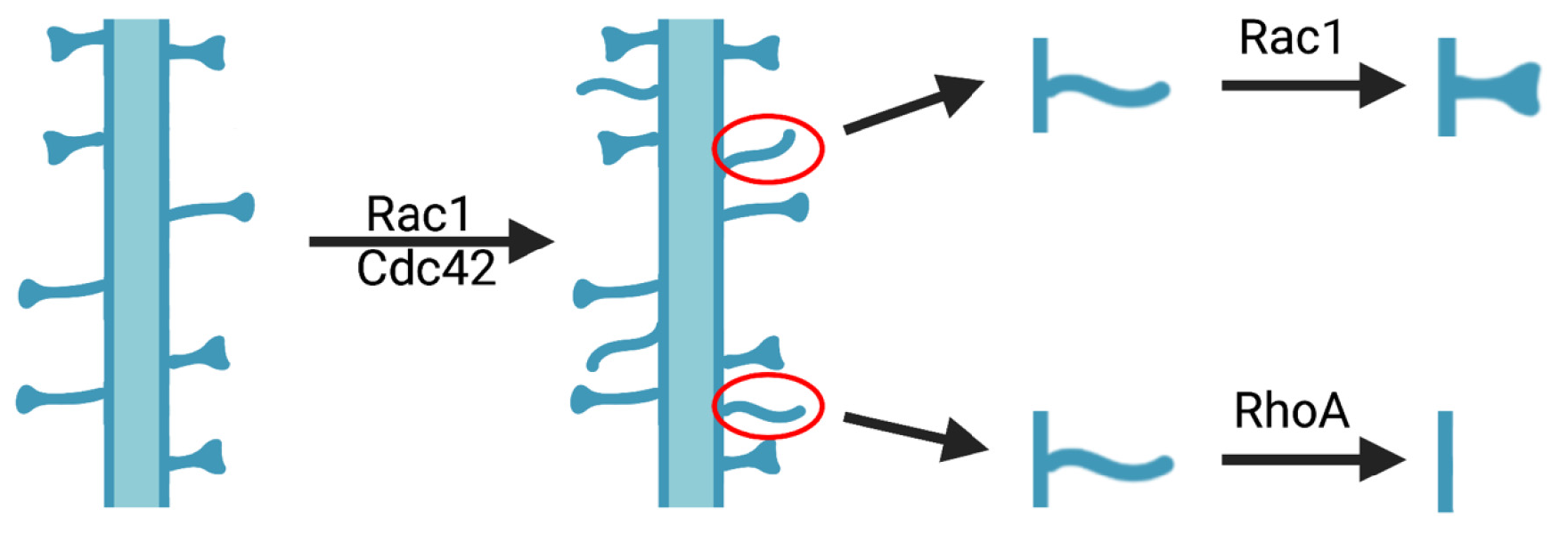 Diagram showing the involvement of Rho family signals in dendritic spine formation and maintenance.