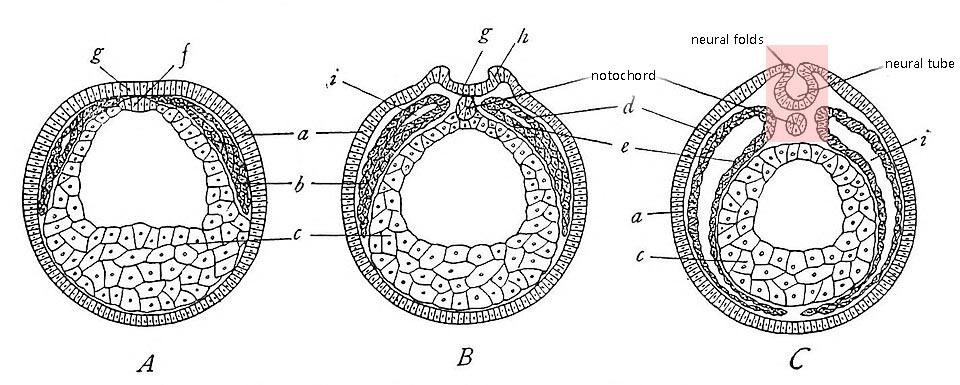 Fig. 7.—Diagrams to show the formation of the neural tube, notochord, mesoderm, and coelom in vertebrates, based on Amphibia. Cross-sections. A, differentiation of the notochord f in the roof of the entoderm (endoderm); mesodermal plates b spreading ventrally. B, neural folds h rising at the sides of the medullary plate g; notochord f separated from the entoderm; mesodermal plates b extended farther ventrally and developing a central cavity, the coelom i. C, neural folds h nearly closed to form the neural tube j; mesodermal plates have reached the midventral line; coelomic split i has extended ventrally. a, ectoderm; b, mesoderm; c, entoderm or archenteron; d, somatic mesoderm; e, splanchnic mesoderm; f, notochord; g, medullary plate; h, neural fold; i, coelom; j, neural tube. (A from Hertwig-Mark’s Textbook of the Embryology of Man and Mammals, courtesy of the Macmillan Company.)