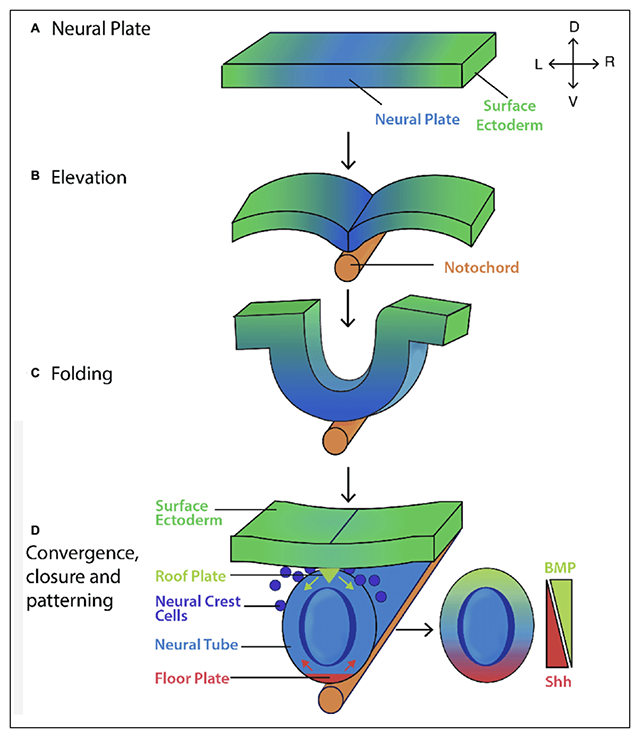 Figure 4. Formation and patterning of the mouse neural tube. (A) The pseudostratified columnar epithelium of neural plate forms by 7.5 dpc. The lateral edges of the neural plate then (B) elevate and (C) fold by ~8.0 dpc before (D) converging at the midline and closing by ~8.5 dpc. Shh (red arrows) and BMP inhibitors secreted from the floor plate, and BMP4/7 (green arrows) secreted from the roof plate act to pattern the neural tube along its ventro-dorsal axis, giving rise to the layers of the spinal cord (Gilbert, 2006). Key: V, ventral; D, dorsal; L, left; R, right.