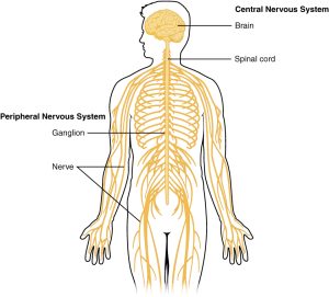 Diagram of Central Nervous System and Peripheral Nervous System