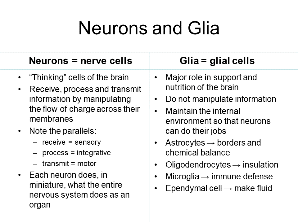 Neurons and Glia Table