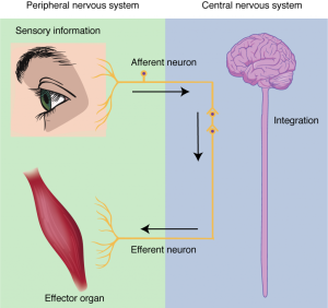 Nervous System Function