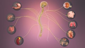 Sympathetic nervous system