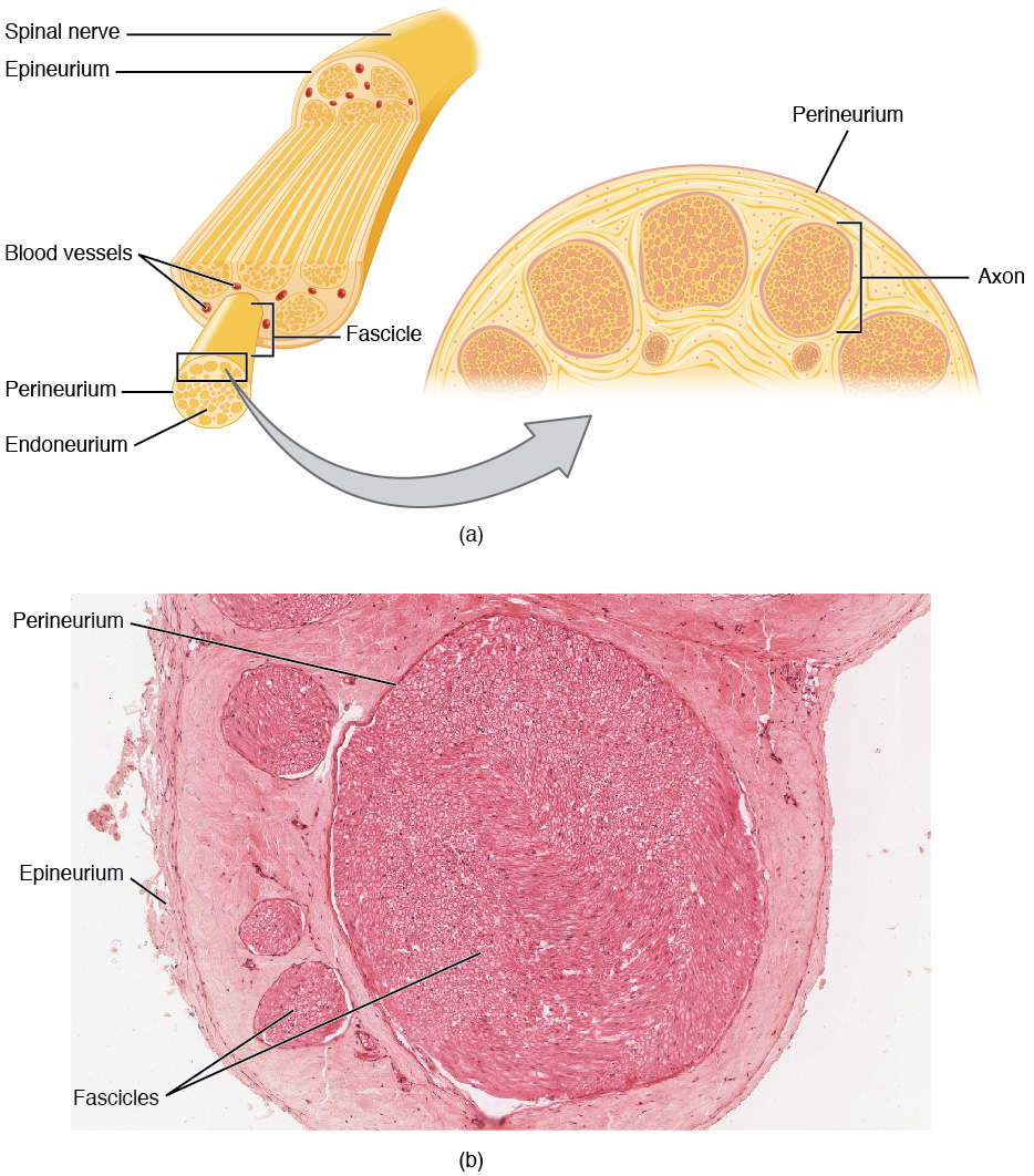 Diagram and photomicrograph showing the structure of a peripheral nerve.