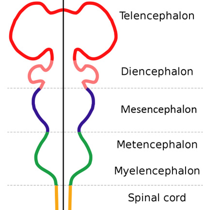 A diagram showing a longitudinal section through the five secondary brain vesicles.