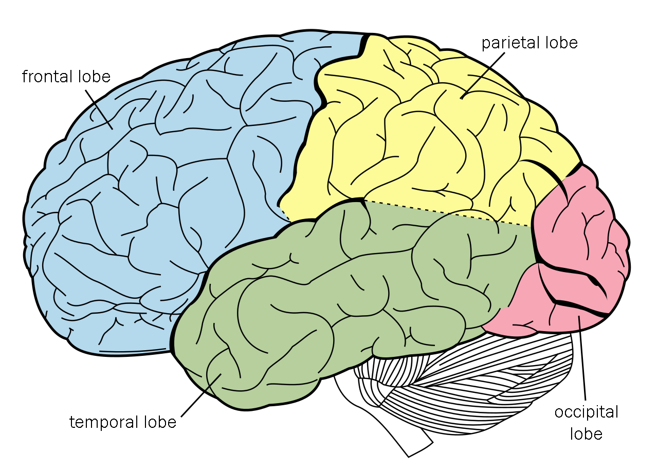 Diagram of a lateral view of the human brain with colored, labeled lobes.