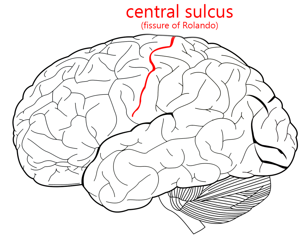 Fissures and Sulci – Human Neuroanatomy