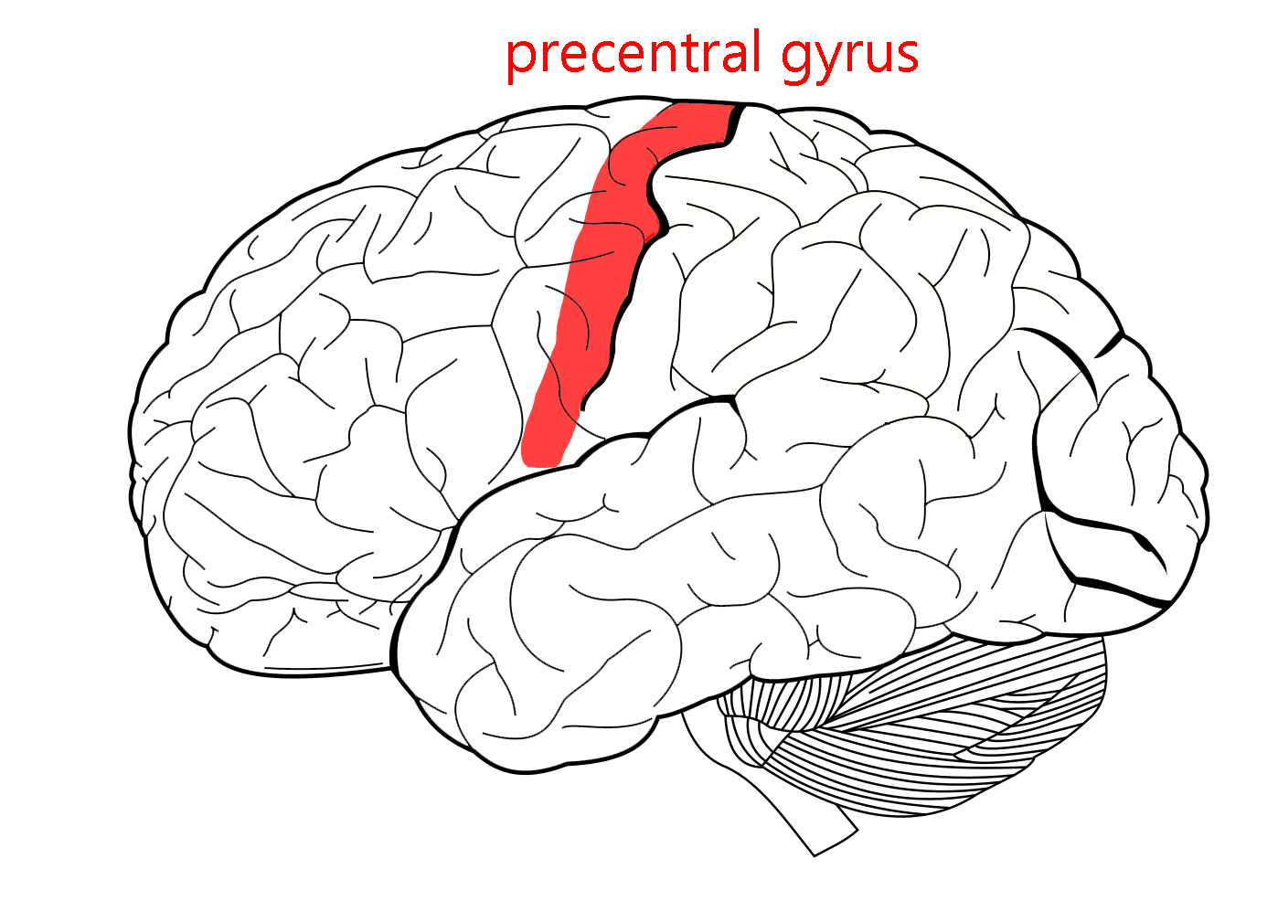 Diagram showing the location of the precentral gyrus.