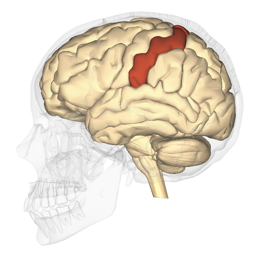 Postcentral gyrus shown in red.