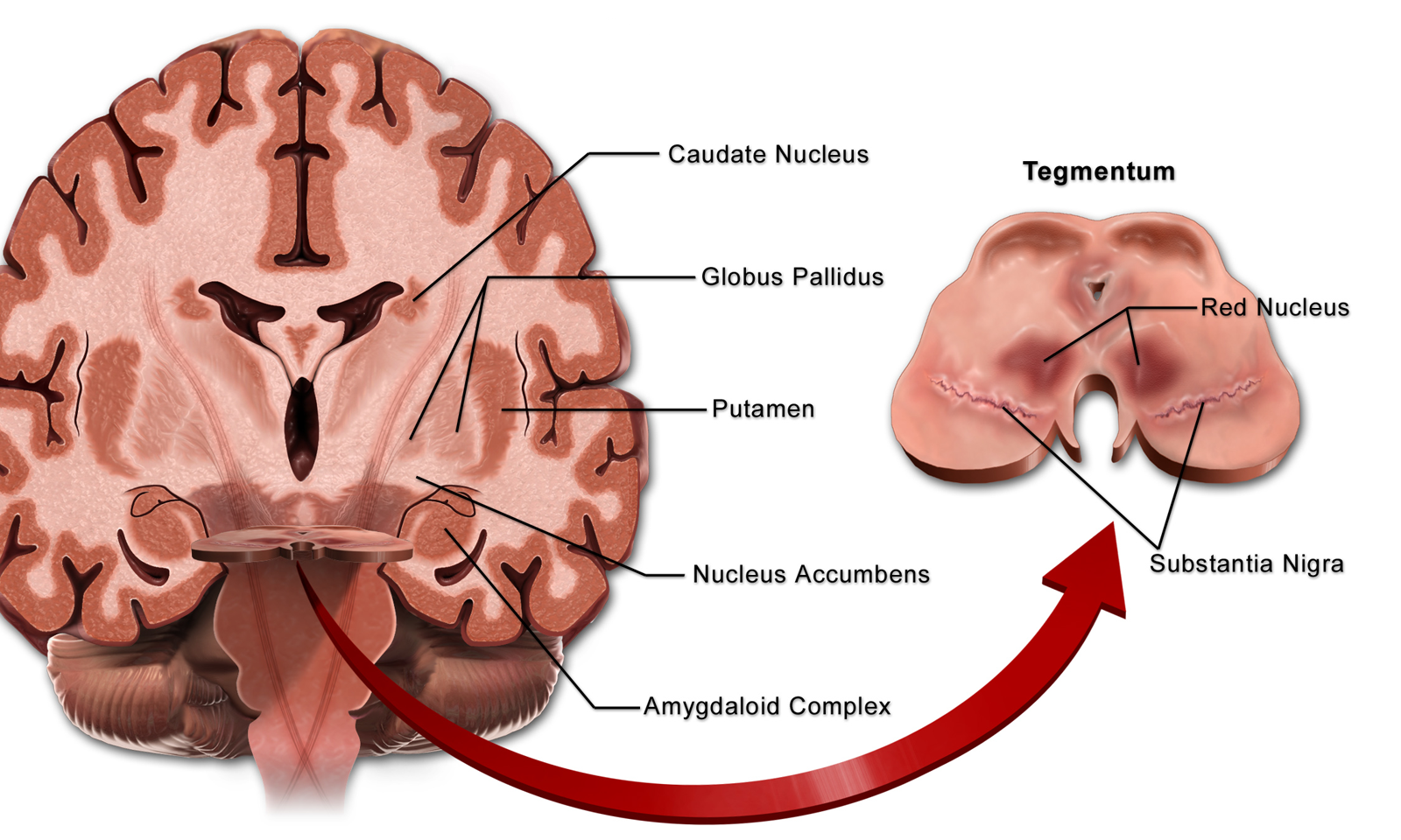 Illustration showing the location of the basal nuclei both in a coronal section of the brain and in a transverse section of the brainstem.
