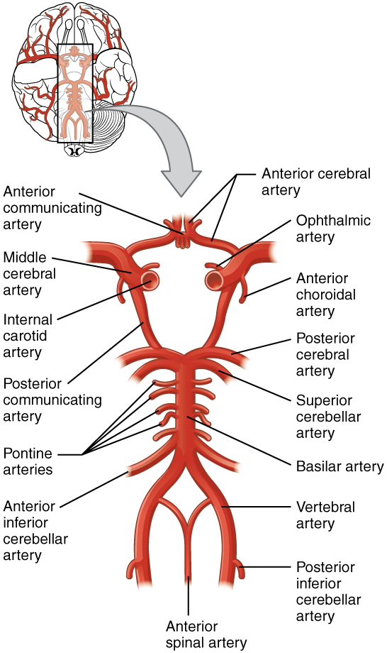 The blood supply to the brain enters through the internal carotid arteries and the vertebral arteries, eventually giving rise to the circle of Willis.