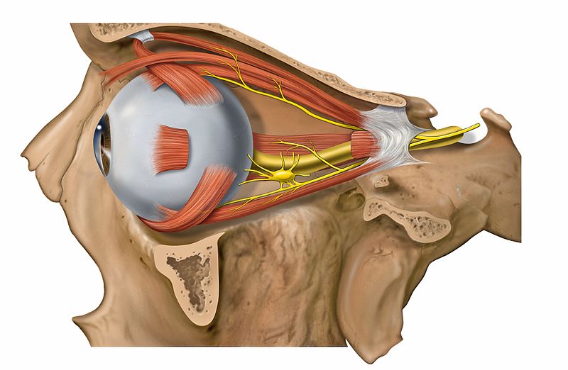 Illustration of the extraocular muscles and the nerves which innervate them.